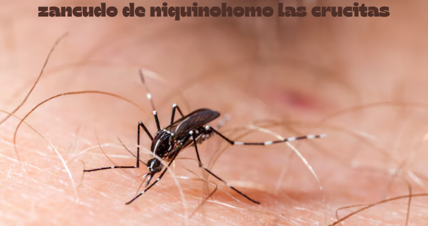 zancudo de niquinohomo las crucitas
